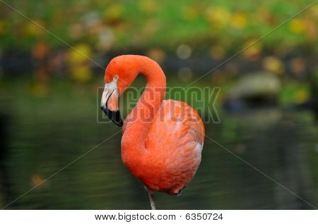 Flamingo