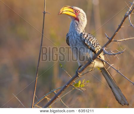 Sydlige Yellow-billed Hornbill (tockus Leucomelas)