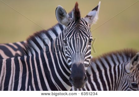 Kudde van Zebra's (Afrikaanse paardachtigen)