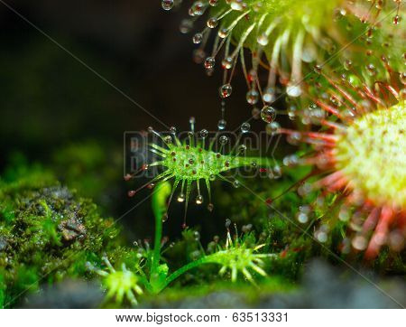 little Drosera aliciae