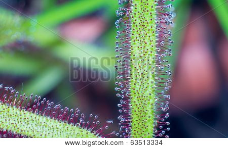 Drosera Capensis