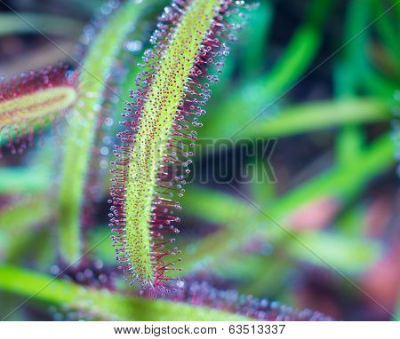 Drosera Capensis