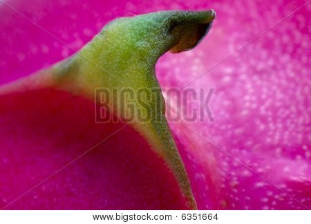 Primer plano de fruta de dragón
