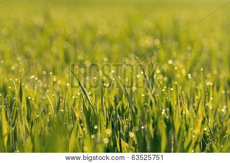 Close Up Of Fresh Thick Grass With Water Drops In The Early Morning