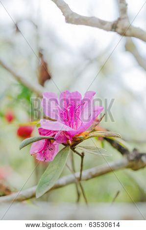 Azalea   Flower