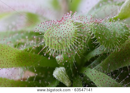 Sundew, Drosera with catched insect, close-up