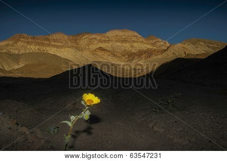 Flower, Death Valley