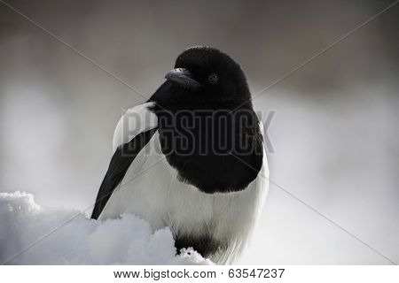 Magpie