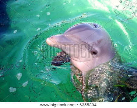 Delphin-Welle