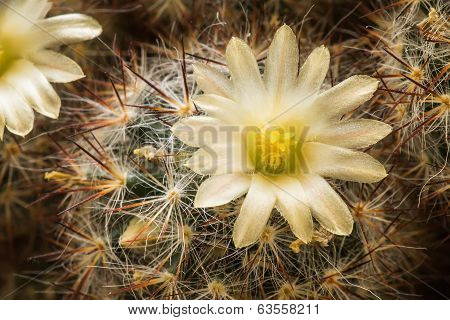 Blooming cactus