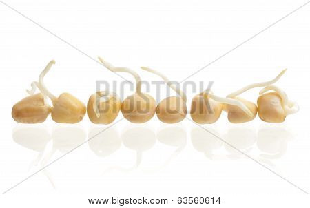 Sprouted Peas