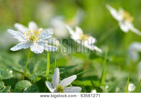 closeup of anemone flowers in the morning dew of springtime