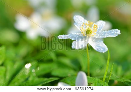 closeup of anemone flowers in the morning dew of springtime