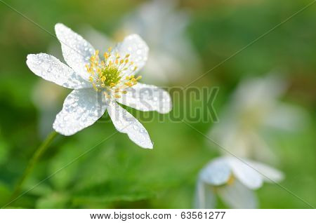 closeup of anemone flower in the morning dew of springtime