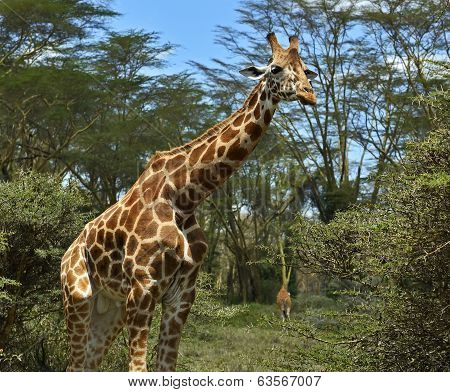 Giraffe