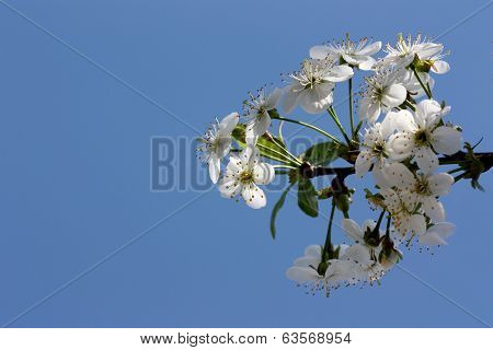 Cherry Blossom