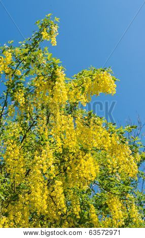 Yellow flowering Common Laburnum in springtime