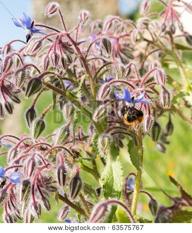 Borage Borago officinalis also known as starflower