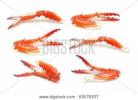 Crab claw isolated