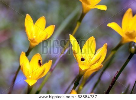 Yellow Rainlily