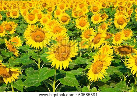 Beautiful Bloming Field Of Sunflower Background With Insect