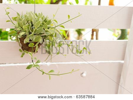 Dischidia Nummularia Variegata