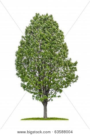 isolated service tree on a white background