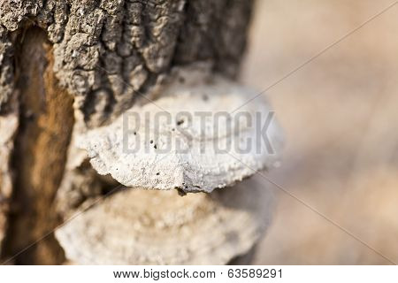 Mushrooms On A Tree