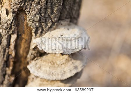 Mushrooms On A Tree