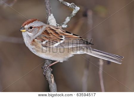 Sitting American Tree Sparrow