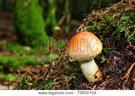 Hypholoma Mushroom