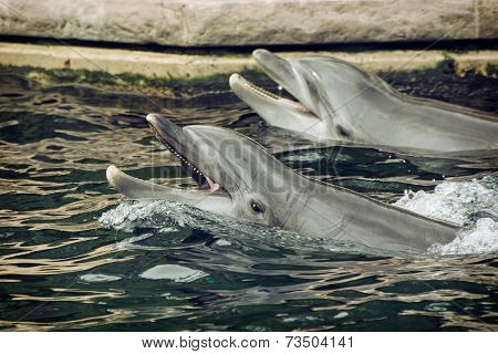 Two Bottlenose Dolphins In The Water