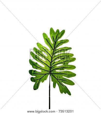 Leaf