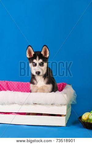 Husky puppy in a box