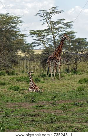Giraffe