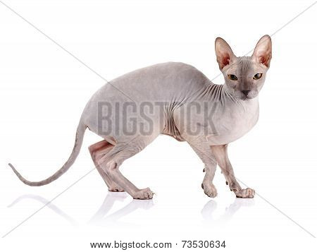 Naked Cat.