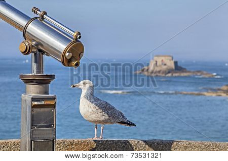 Sea Bird Near Of Tourist Telescope In Saint-malo, France