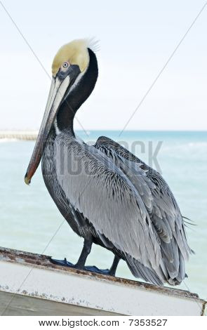 Pellicano