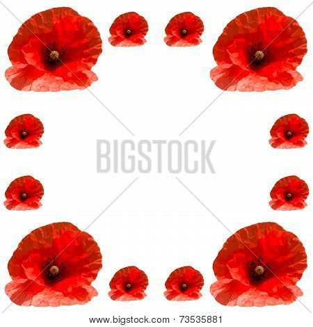 Bright red wild poppies on a white background.