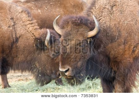 amerikanischer bison