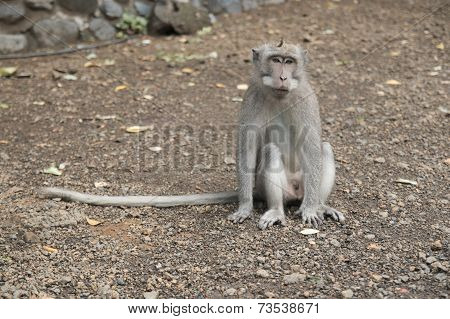 monkey
