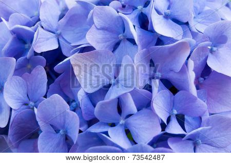 Violet Blossoms