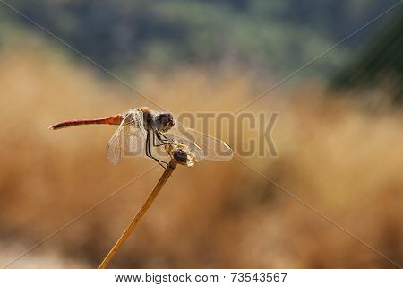 Red Dragonfly
