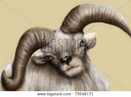 Dall Sheep