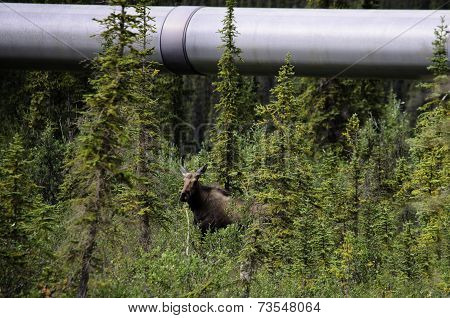 Alaska wildlife and pipeline