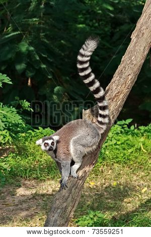 Ring-tailed Lemur,lemur Catta