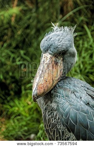 Shoebill