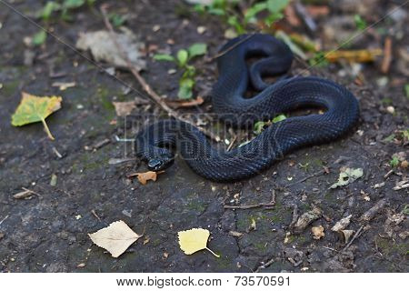 Poisonous Black Adder Basking In The Sun.