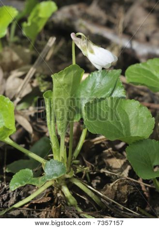 Biały słodki fiołek - Viola odorata