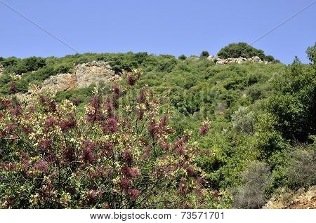 Summer Forest On The North Israel.